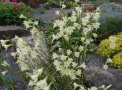 Gladiolus Tristis Concolor