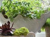 Urban Jungle Bloggers: Green Window Sill