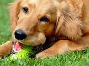 Looking After Your Dog’s Teeth Gums