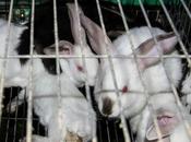 Appalling Conditions Spain’s Rabbit Farms Exposed Animal Rights Charity
