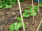 Garden First Week June