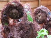 Hairy Knuckles Awakening