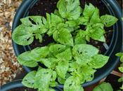 Shredded Lettuce, Anyone?