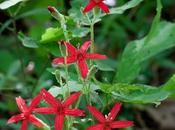 Fire Pinks Silene Virginica