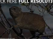 Rock Hyrax