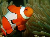 Clown Fish