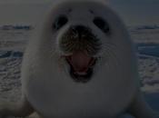 Harp Seal