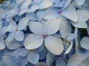 Care Tips Potted Hydrangeas