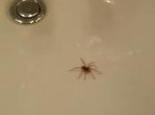 This Question Lot, Where Bugs into Bathtubs Sinks?