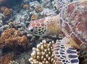 Save Great Barrier Reef