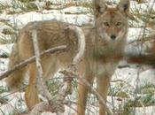 Million Animals Killed Federal Wildlife Program 2013