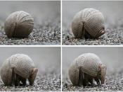 Fifa Brazil Failing Threatened Armadillo, Conservationists