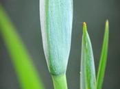 Japanese Iris