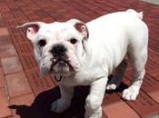 Meet Marines’ Newest Mascot: Wiggly, Wrinkly Pvt. Smedley Butler
