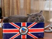 Cats Representing Most Powerful Countries