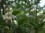 Summertime’s Flower: Gardenia