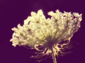 History Queen Anne’s Lace