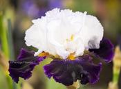 Care Tips Your Iris Bouquet