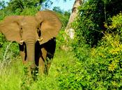 Poachers Kill World's Largest Elephant