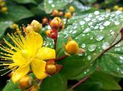 Factors That Cause Flower Buds Open