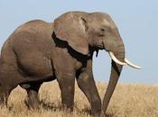 Poachers Kill Kenya’s Biggest Elephant