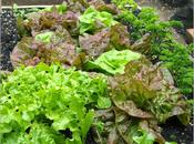 Bragging Rights Lettuces