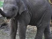 Rescued Elephant Sunder Home