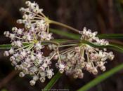 Milkweeds