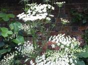 Ammi Majus Indeed