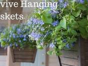 Revive Hanging Baskets