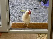More Chicken Door