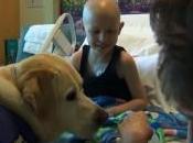 Therapy Dogs Keep Patients Happy Help Recovery