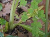 Wood Sorrel: Turning Garden into Public Grazing Lands?