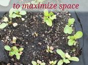 Growing Organic Radishes Small Space