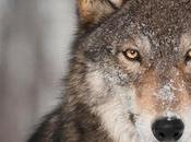 Protestors Gather Outside Yellowstone National Park Condemn Wolf Hunt
