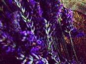 French Lavender Full Bloom