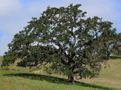 Majestic Valley Quercus Lobata