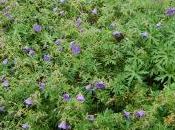 Geranium ‘Brookside’