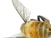 Tests Find Bee-killing Pesticides “bee-friendly” Plants from Garden Centers Across U.S. Canada