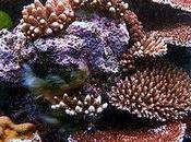 Caribbean Coral Reefs ‘Could Vanish Years’