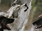 Stop Execution Siberian Wolves