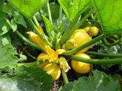 Courgettes Guest Post from Plot