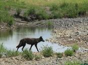 Wolf Conservation Center: Manipulating Numbers Montana Policies