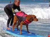 Uses Surfing Skills Form Therapy People