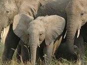 Petition Ivory Sales
