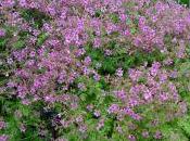 Geranium Palmatum