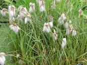 Eriophorum Latifolium