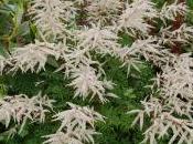 Aruncus Dioicus ‘Kneiffii’