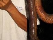 King Worms: Giant 5-Foot Long Earthworm Found Ecuador