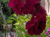 Creation: Grace Little Rose